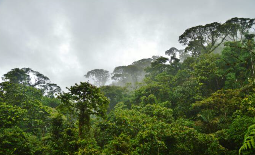 Braulio Carrillo National Park, Near San José/Heredia, Costa Rica